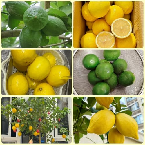 semi di limone, semi di antiche varietà Semi di limone resistenti, gli da frutto nani sono resistenti decorazione del giardino per esterno Le perenni 120pcs