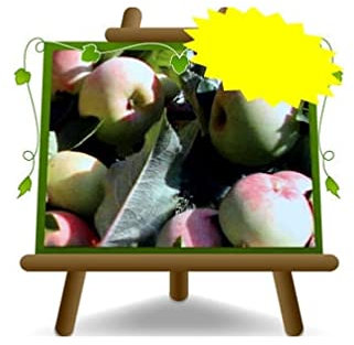 EURO PLANTS VIVAI Melo Cerina Pianta da Frutto su Vaso ø 26 cm - Altezza 180~200 cm - Età 4 Anni