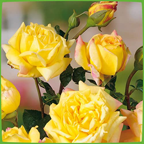 Edelrose Gloria Die in lichtgelb mit rosa Rand - Duftrose winterhart - Rosen-Blüte in lichtgelb mit rosa Rand - Rose stark duftend als wurzelnackte Rose in A-Qualität von Garten Schlüter - Pflanzen in