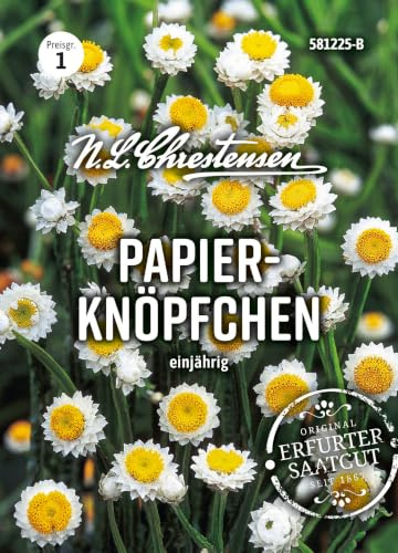 Ammobium alatum, Papierknöpfchen einjährig N.L.Chrestensen Samen 581225-B