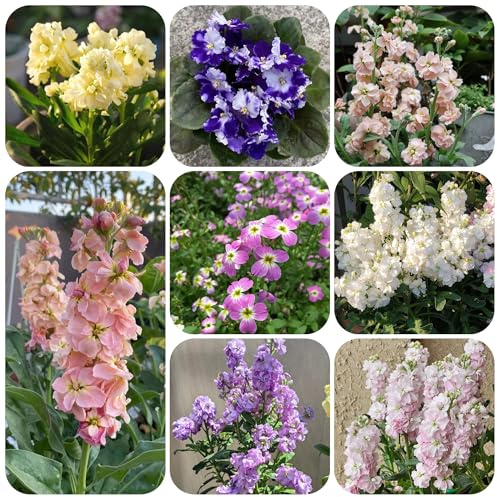 levkojen usambaraveilchen winterharte kübelpflanzen veilchen, hochbeet winterharte garten frühlingsblume 125samen
