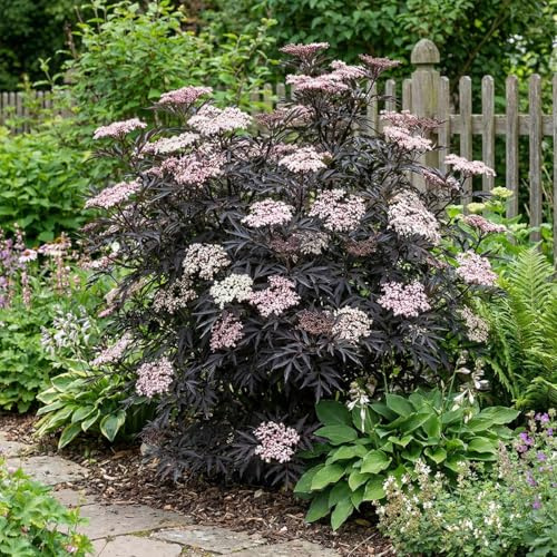 Bloomique - 2er - Set - Schwarzer Holunder (Sambucus nigra 'Black Lace') - Gartenpflanzen - Winterhart - Höhe 30-40 cm - Topf: 19 cm
