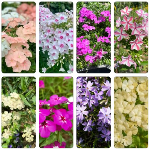 Phlox de alfombra - flox subulata 350semillas