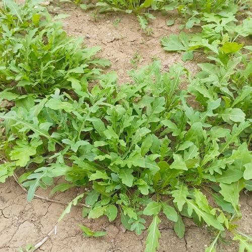 semi di rucola resistente - esterno per il giardino decorative 300pcs