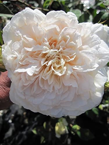 Baumschule Pflanzenvielfalt Kletterrose Colonial White® - Rosa Colonial White® - weiß - Duft++ - Ramblerrose