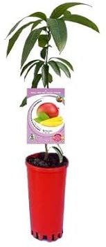 Árbol de Mango Natural | Melocotón de los Trópicos | Mangifera Indica | Árbol Exterior Buen Tamaño