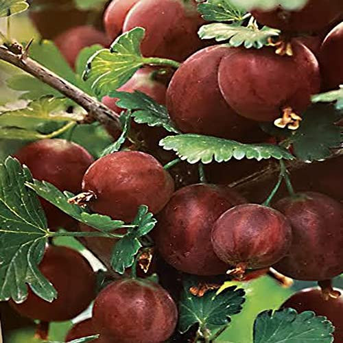 Ribes uva-crispa 'Captivator' Gooseberry 15cm Pot Size