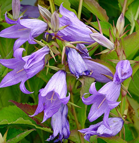 Waldglockenblume - Campanula latifolia - lebende Gartenpflanze aus den Baumschulen