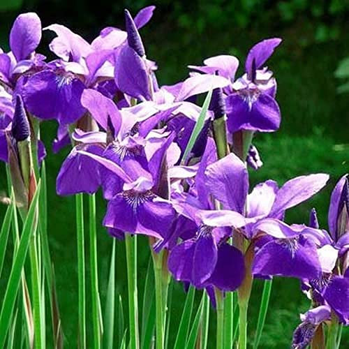 Misteriosi Fiori Esotici Scenario Chic Per Interni Ed Esterni Ammirare Il Paesaggio Di Giardinaggio Amato Dai Giardinieri Pruple 8 Pezzi Di Bulbi Di Iris