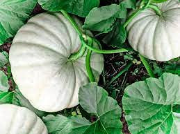 Graines de citrouille blanche Moonshine paquet de 100 graines