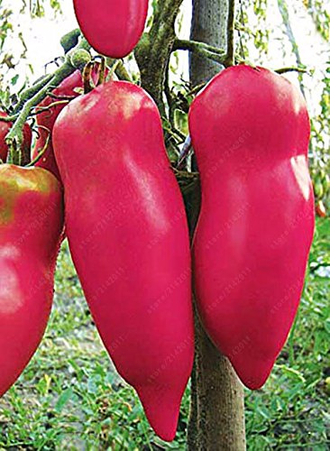 . 50pcs Tomato Seeds, Rare Fruit Seeds, Organic Heirloom Vegetables, Ukraine Hanging Pink Tomato, Bonsai Garden Pot: Only Seeds