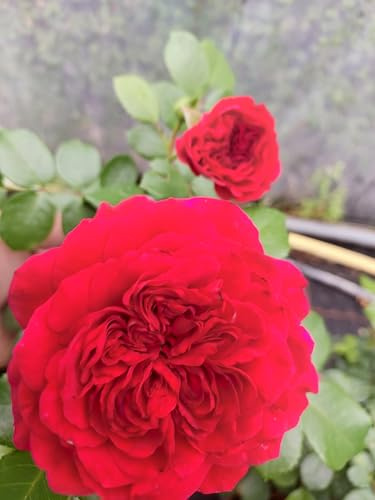 weinrote Strauchrose Red Leonardo da Vinci ® Dauerblüher Beetrose im Topf