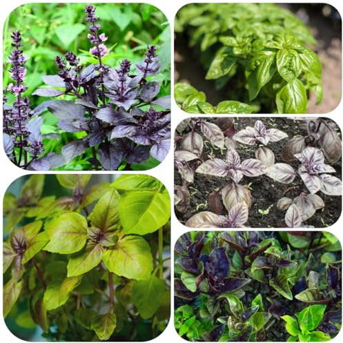 semi di basilico - giardino tappezzanti, antichi basilico cespuglioso perenni invernali biologici, resistenti 130pcs