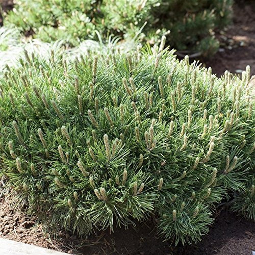 Pinus mugo 'Pumilio' 25–30 cm, 5 L – Winterhart, Immergrün, Pflegeleicht – Zwergkiefer – Nadelgehölz für Kübel & Beet