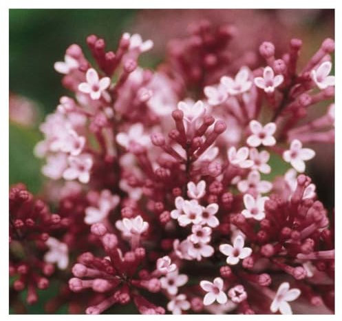 Lilac Dwarf 'Tinkerbelle' - Compact Lilac with Fragrant Purple Blooms, Ideal for Small Gardens and Containers, 1x or 2X 3 Litre Pot by Thompson & Morgan