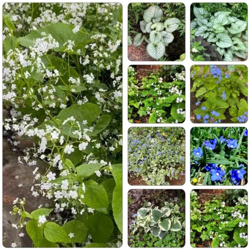 kaukasus vergissmeinnicht blumensamen wildblumen balkonblumen bodendecker winterhart mehrjährig gartenpflanzen blumendeko wildkräuter kräutersamen gewächshaus balkon bonsai garten 200samen