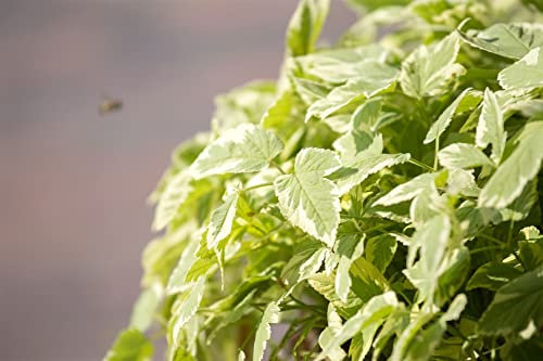 Aegopodium podagraria 'Variegata' 9x9 cm Topf – Winterhart, Mehrjährig, Pflegeleicht – Buntlaubiger Giersch – Bodendecker für Garten & Beet