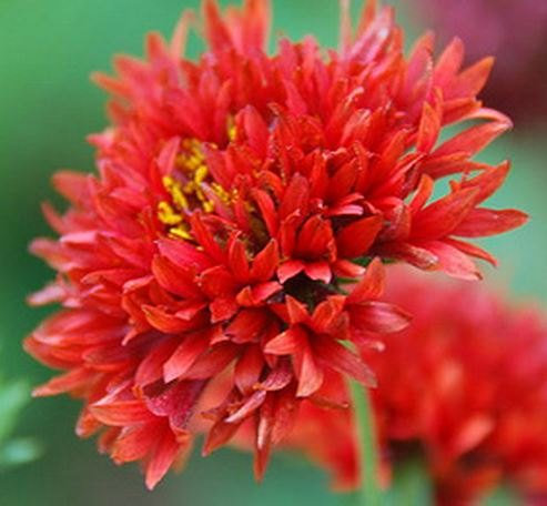 Sundance Red Gaillardia PUCHELLA 25 + Semestrale