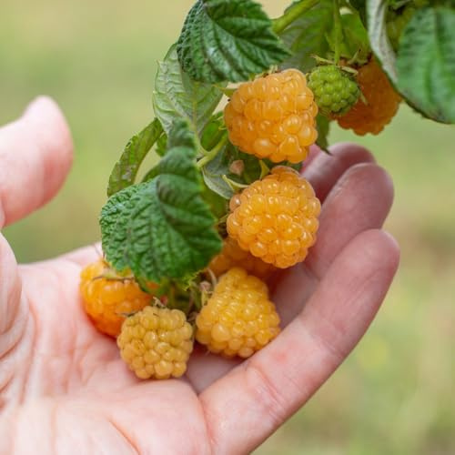 himbeeren - exotische winterhart dekoration wohnzimmer bio 90samen