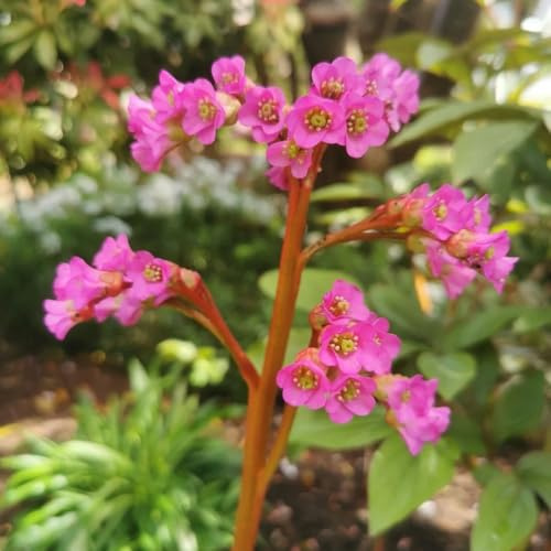 Bergenia balcone primavera riverdimento tetti semi esotici decorazioni decorative giardino per esterni semi selvatico 100pcs