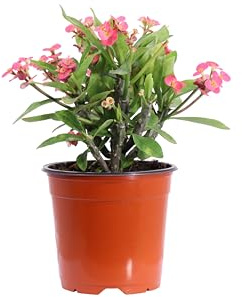 Pianta vera di Euphorbia Milii o Spina di Cristo vari colori succulenta grassa fiorita ornamentale da esterno venduta da eGarden.store (Rosa v.15 cm)