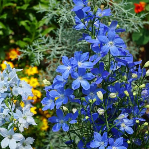 Semi di delphinium Annuale, delphinium resistente Consolida ajacis - resistenti vecchie varietà di semi per esterno resistenti all'inverno 250pcs