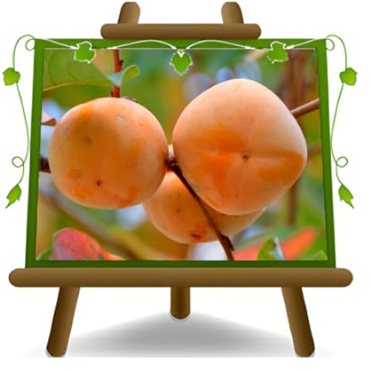 EURO PLANTS VIVAI Kaki Mela var Hana Fuyu - Pianta da Frutto Antico su Vaso: ø 20 cm. - *Altezza: 100-140 cm. - Età 2 Anni