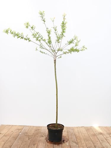 Salix integra 'Hakuro Nishiki' 100 cm Stammhöhe – Winterhart, Mehrjährig, Pflegeleicht – Harlekinweide – Ziergehölz für Kübel & Garten