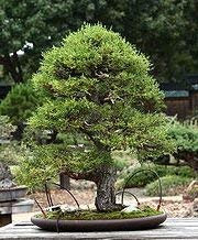 25 semi di cipresso di Monterey B1749 (Cupressus macrocarpa)