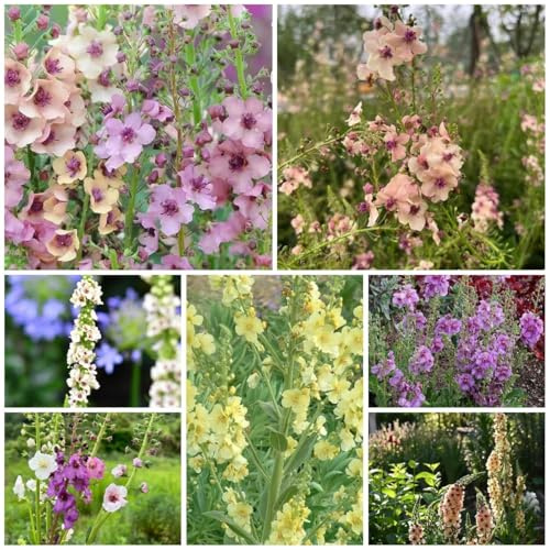 semillas de gordolobo de perennes para exterior, exóticas medicinales prados ornamentales 250pcs