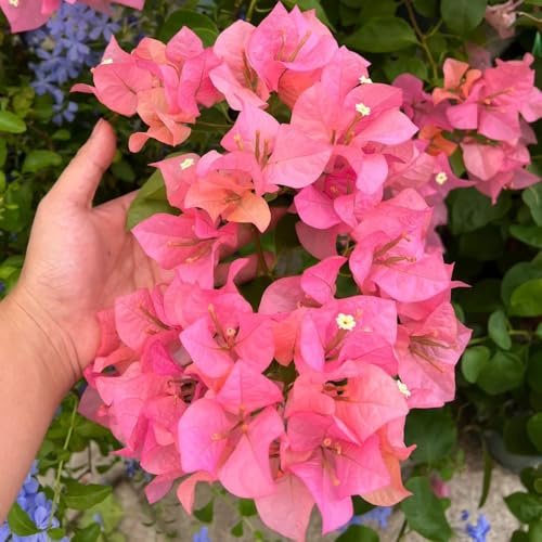 bougainvillea - minigarten hängepflanze drillingsblume kletterpflanzen steingartenpflanzen seltene zimmerpflanzen hecken sträucher winterhart blühend gartenblumen balkonpflanzen 850samen
