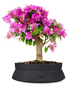 Bouganville Bonsai Altezza 35 cm, Pianta Vera, Pianta da Esterno, Esposizione Soleggiata, Vaso Artigianale in Terracotta- Nero Space
