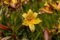 Hemerocallis middendorffii ca. 11x11 cm Topf - Taglilie, gelbe Blüten, Blütezeit Juni-August, ideal für Rabatten, pflegeleicht und winterhart