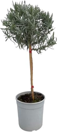 Trendyplants Lavanda en el tronco - Planta de jardín - Altura 70-90 cm - Lavandula angustifolia - Tamaño de maceta Ø18 cm