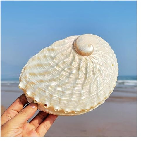 ENSDIEPLS Coquillages de mer Grandes coquilles d'ormeau Naturelles de 15 à 16 cm, Coquillage d'ormeau Poli d'un côté, idéal for la décoration de la Maison ou des fêtes