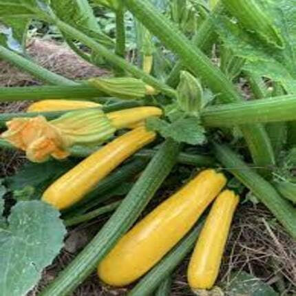 70pcs Fresh Yellow Zucchini Vegetable Seeds