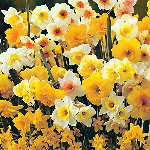 Daffodil Sweet Aroma Mixed Hardy Bulb Beautiful Mix of Dwarf Daffodils and Narcissus Make Amazing Cut-Flowers Ideal for Borders, pots and containers 10 Bulbs by Thompson and Morgan