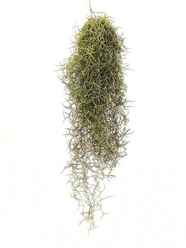 I GIARDINI DI GIULIA - TILLANDSIA USNEOIDES (SPANISH MOSS)