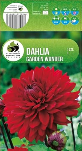 AGRONOM | DAHLIAS - GARDEN WONDER | Bulbes de fleurs vivaces | Fleurs rouges | Cultivées dans les jardins fleuris, en pots et dans les pelouses fleuries | 1 bulbe