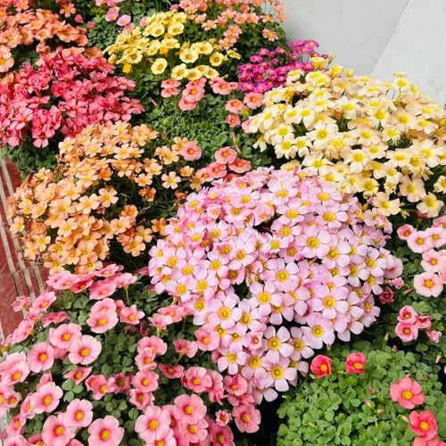 bulbi di oxalis - rampicanti da appartamento esotiche resistenti al pieno sole serre da balcone giardino interno in vaso balcone giardino 12pcs