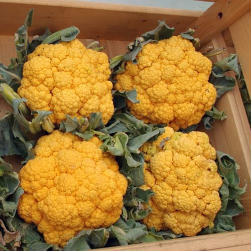 semillas de coliflor, resistentes en decoración sala estar 300pcs