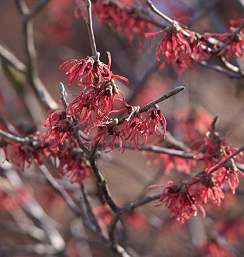 Rote Zaubernuß Ruby Glow 40-60cm - Hamamelis intermedia - lebende Gartenpflanze aus den Baumschulen