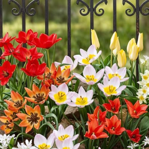FLORIUM 50 x Botanische Tulpen|Mischung | Exklusive Tulpenzwiebeln aus Holland | Mindestens 5 verschiedene Sorten und Farben | Winterhart e und mehrjährig Zwiebel für Garten, Töpfe und Balkon.