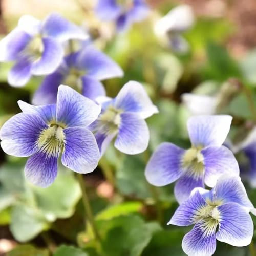 semillas de violeta dulce viola odorata Jardín de interior, exóticas resistentes de jardín, cocina, silvestres, balcón 100pcs