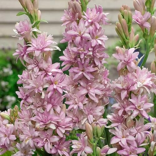 tuberose blumenwiese blumendeko gartenpflanze deko büro winterharte kübelpflanzen pflanztopf hochbeett pflanzenkübel hochbeete für garten kräutergarten dekopflanzen 9zwiebeln