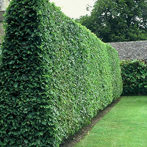 Ligustrum vulgare 'Wild Privet' Bare Root Hedge - Green Hedging, Tree, Plants | (3-4ft (90-120cm), 5 Plants (1m Hedge))