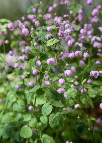Thalictrum delavayi 'Hewitt's Double' 9x9 cm Topf – Winterhart, Mehrjährig, Pflegeleicht – Wiesenraute – Staude für Beet & Naturgarten