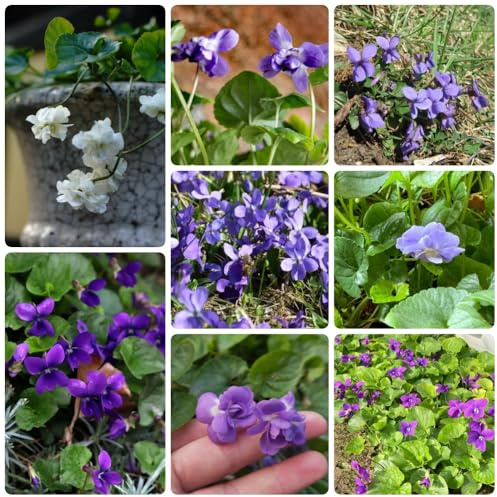 Semi di violetta dolce, resistenti per il giardino semi di semi di e perenni decorazione da giardino per esterni 100pcs