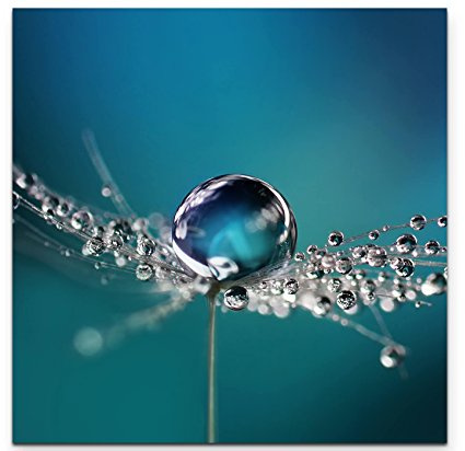 Paul Sinus Art Leinwandbilder | Bilder Leinwand 90x90cm Wassertropfen auf einer Pusteblume