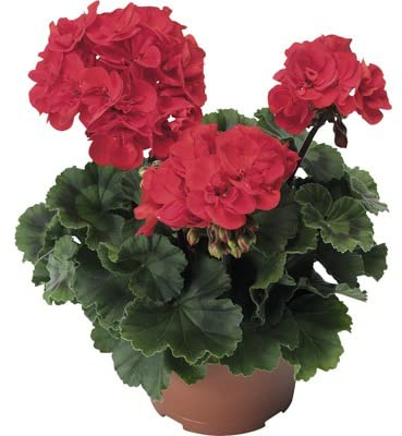 Geranio o Pelargonium Natural Planta con Flores Coloridas de Inflorescencia Primaveral